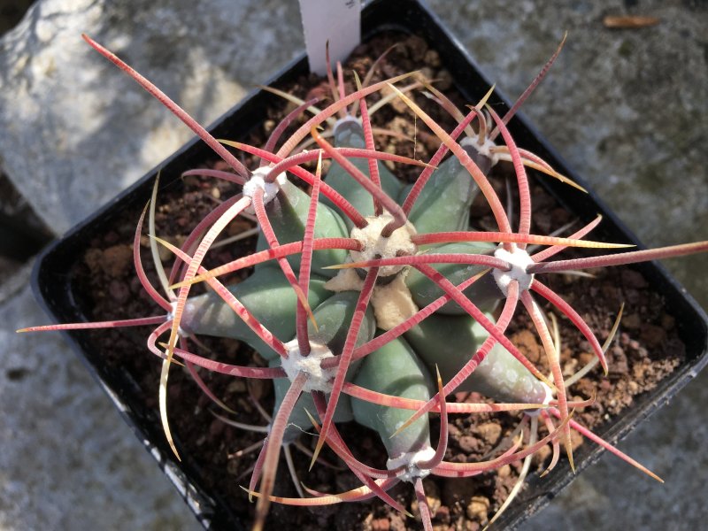 Ferocactus emoryi 
