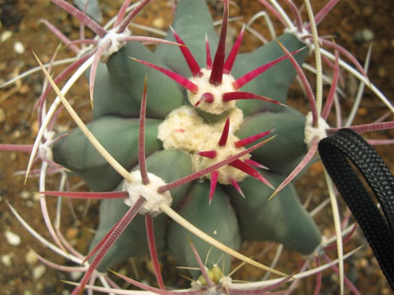 Ferocactus emoryi 