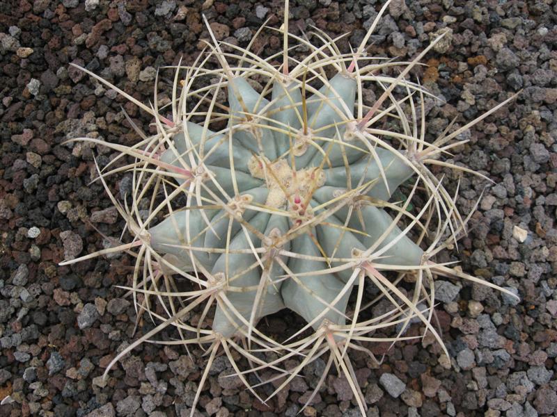 Ferocactus emoryi 