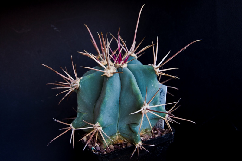 Ferocactus emoryi ssp. rectispinus 