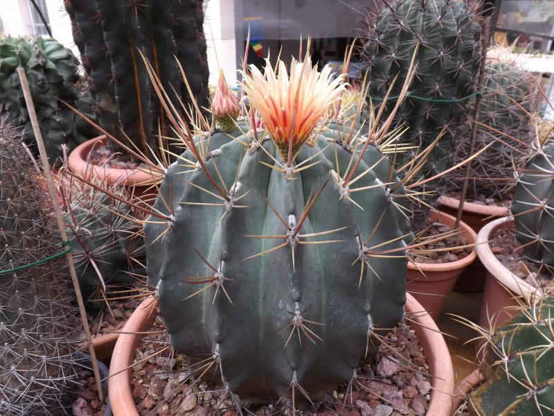 Ferocactus emoryi v. rectispinus 