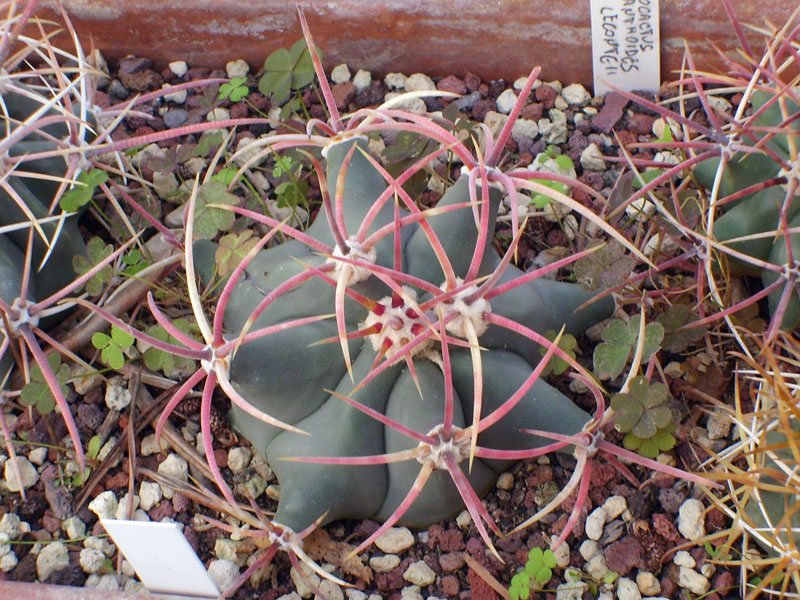 Ferocactus emoryi 