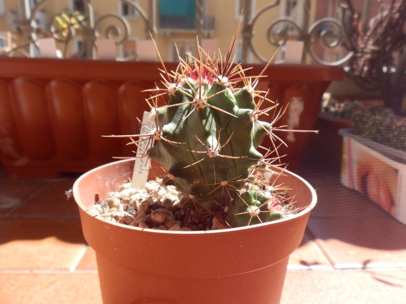 Ferocactus flavovirens 