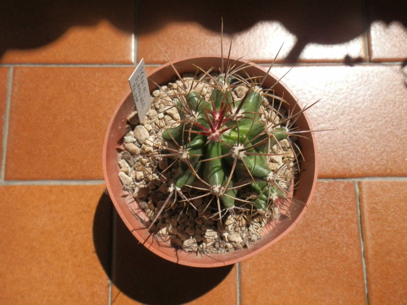 Ferocactus flavovirens 