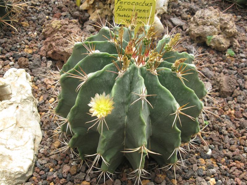 Ferocactus flavovirens 