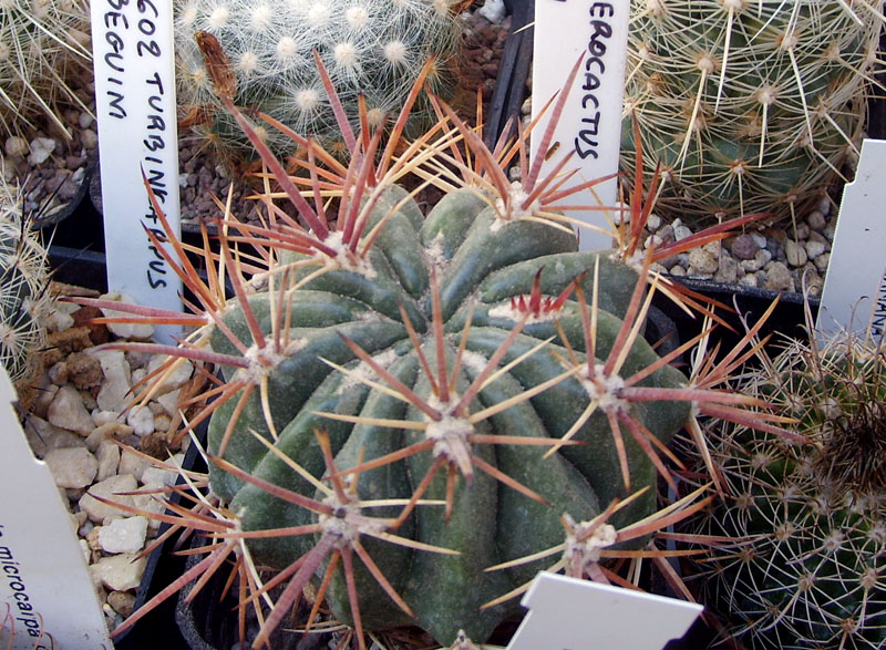 Ferocactus fordii 