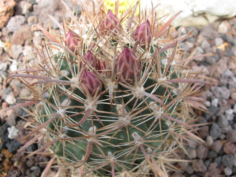 Ferocactus fordii MG 405,85