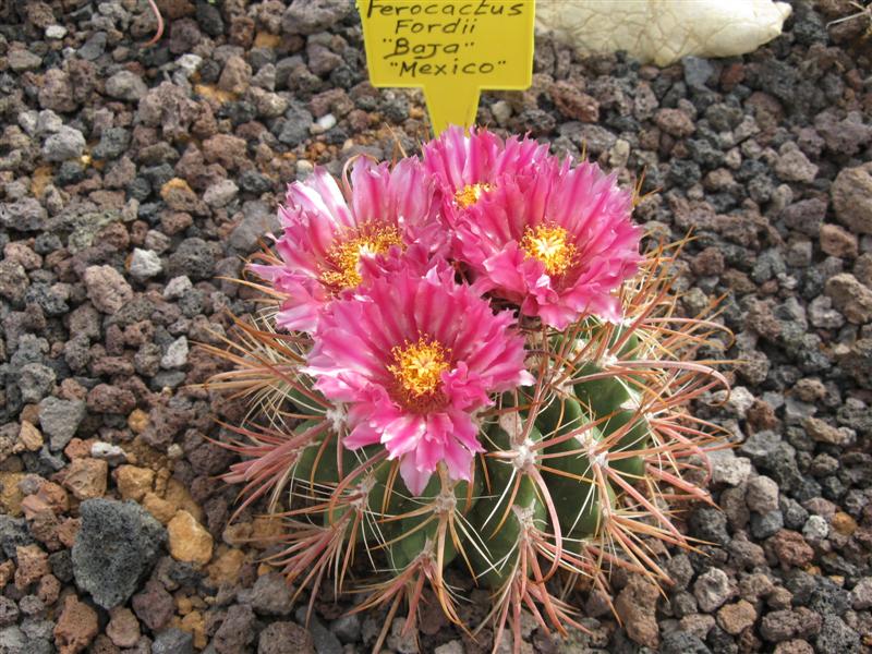 Ferocactus fordii 