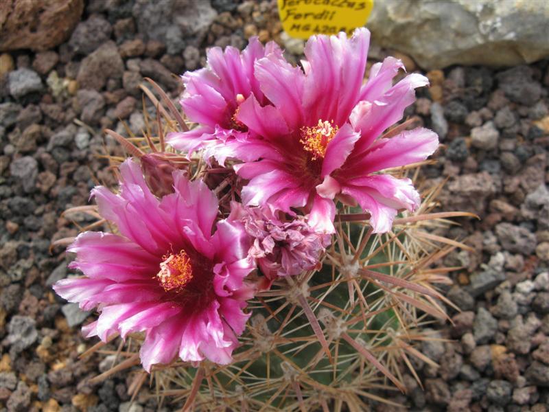 Ferocactus fordii MG 405,85