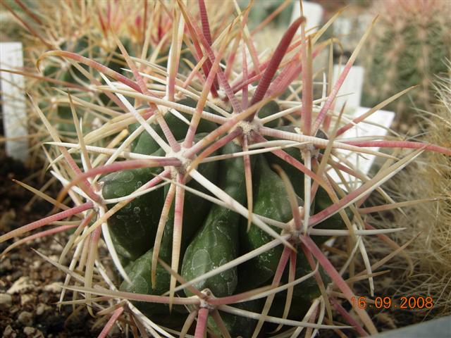 Ferocactus gatesii 