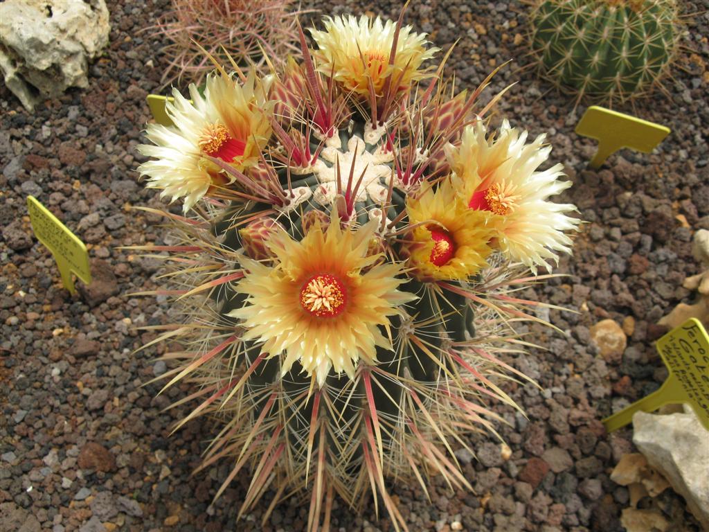 Ferocactus gatesii 