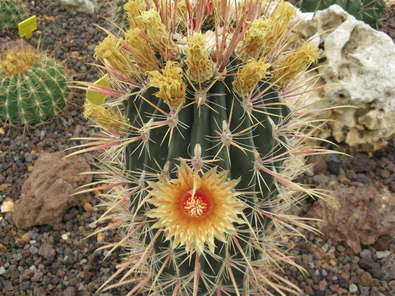 Ferocactus gatesii 