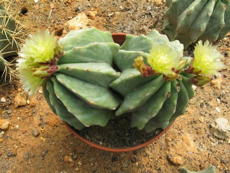 Ferocactus glaucescens v. inermis 