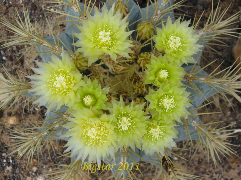 Ferocactus glaucescens 