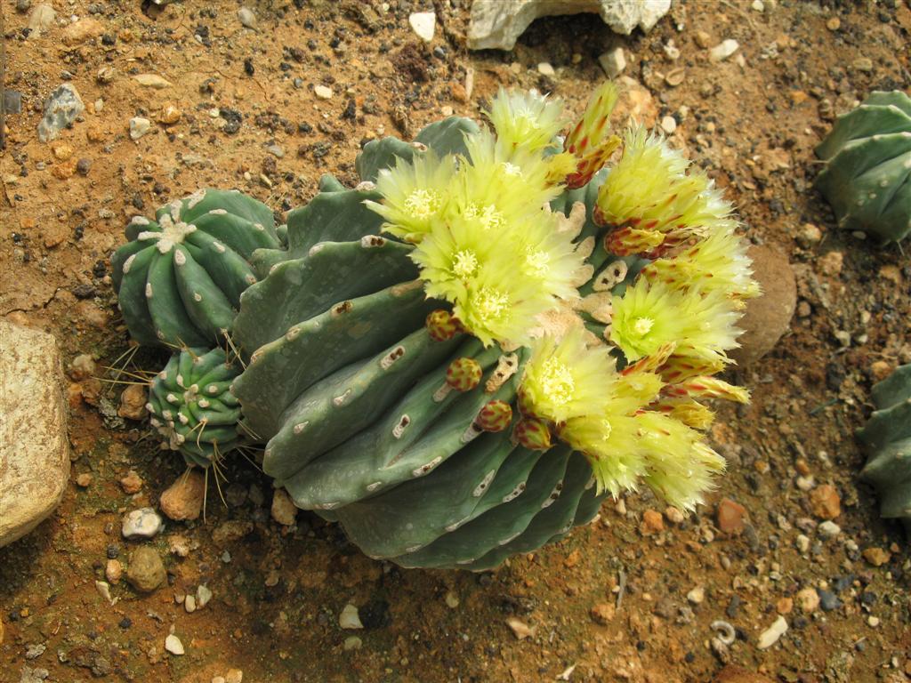 Ferocactus glaucescens v. inermis 