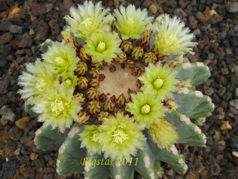 Ferocactus glaucescens v. inermis 