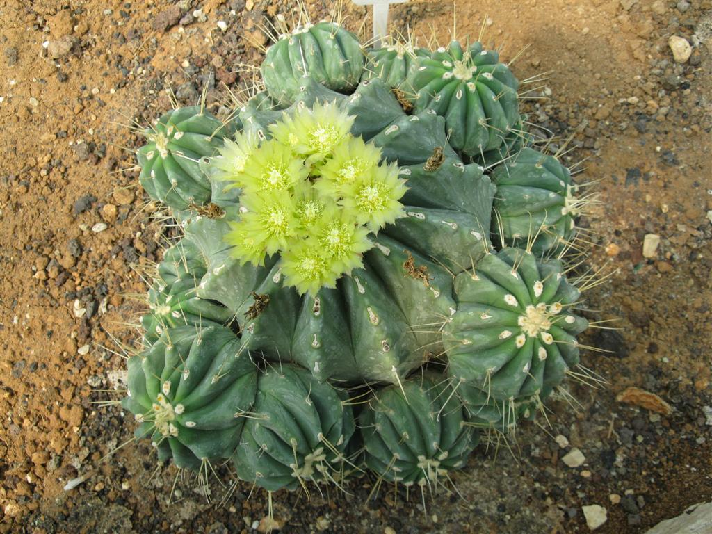 Ferocactus glaucescens v. inermis 