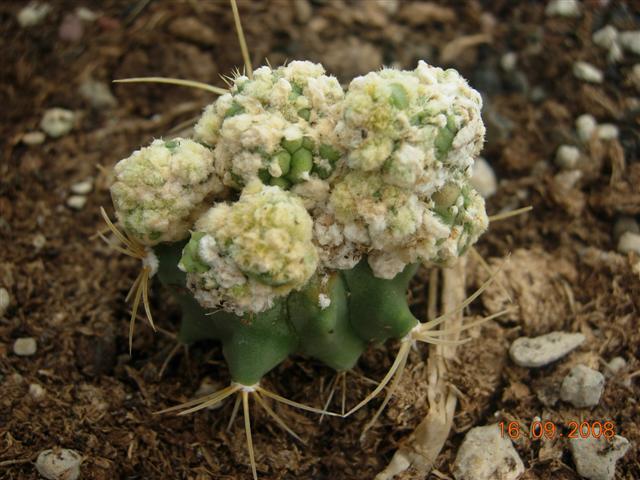 Ferocactus glaucescens f. monstruosus 