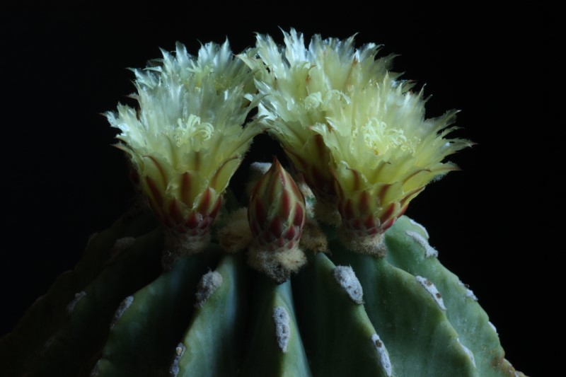 Ferocactus glaucescens v. inermis 