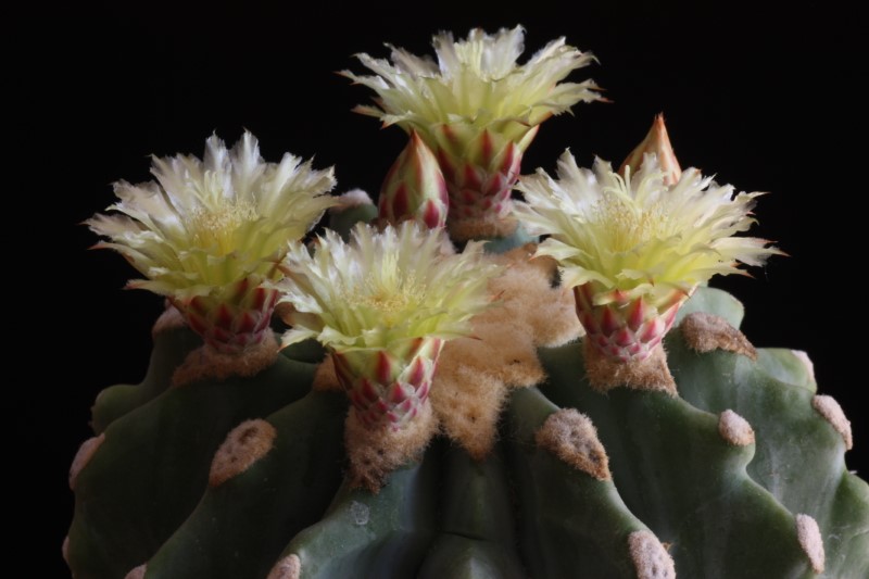 Ferocactus glaucescens v. inermis 