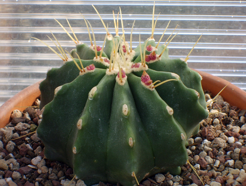 Ferocactus glaucescens v. inermis 