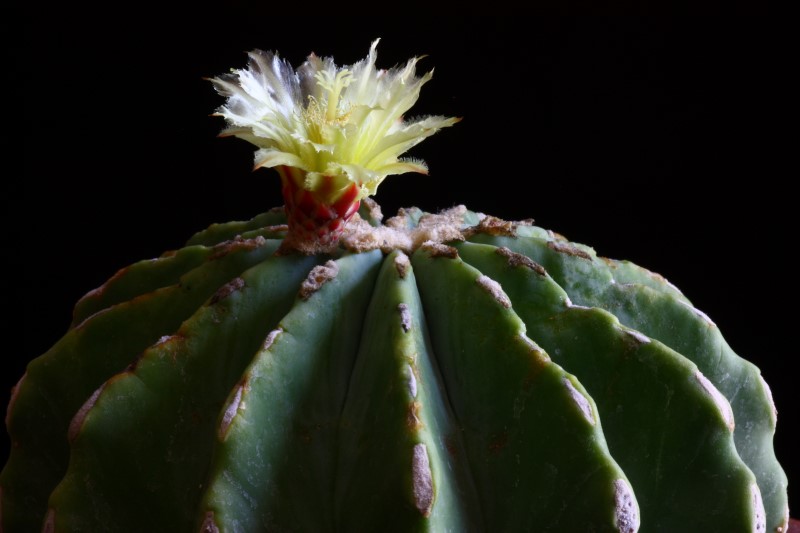 Ferocactus glaucescens v. inermis 