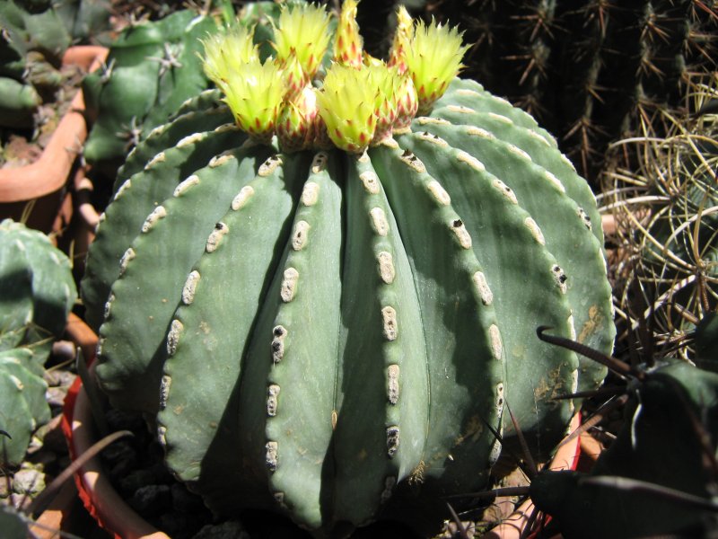 Ferocactus glaucescens f. nudus 