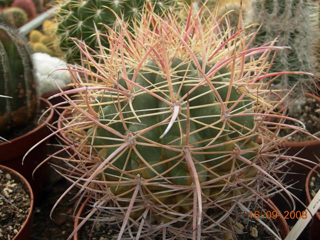 Ferocactus gracilis 