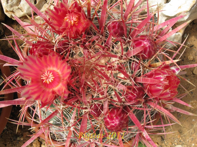 Ferocactus gracilis 