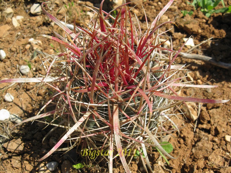 Ferocactus gracilis 