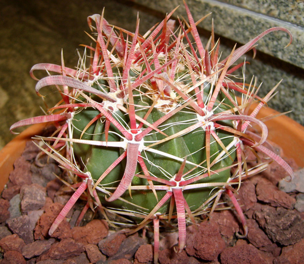 Ferocactus gracilis ssp. coloratus 