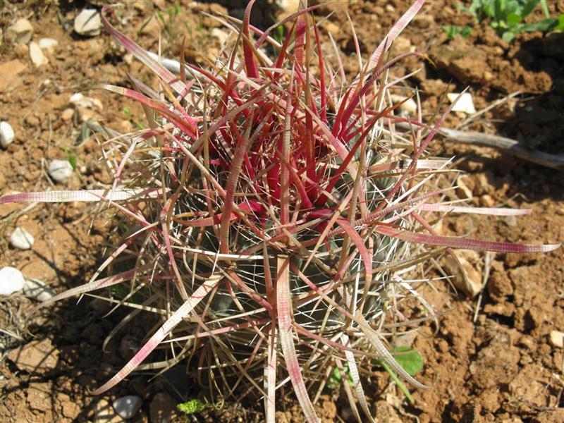 Ferocactus gracilis 