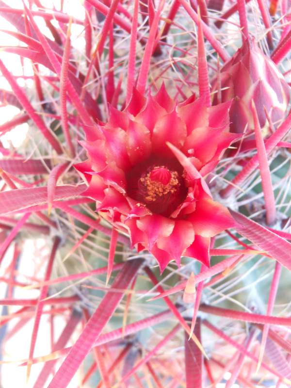 Ferocactus gracilis ssp. coloratus 