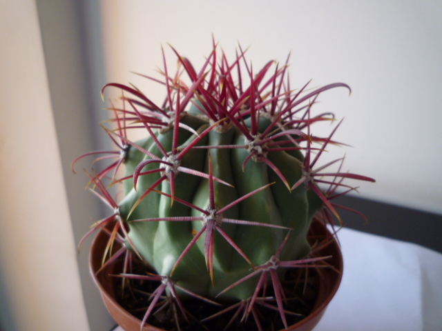 Ferocactus gracilis ssp. coloratus 