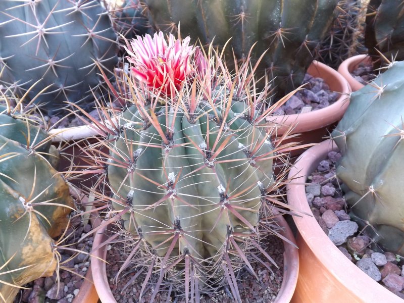 ferocactus gracilis v. coloratus