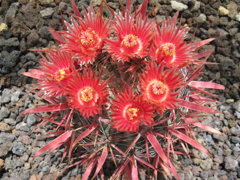 Ferocactus gracilis v. coloratus 