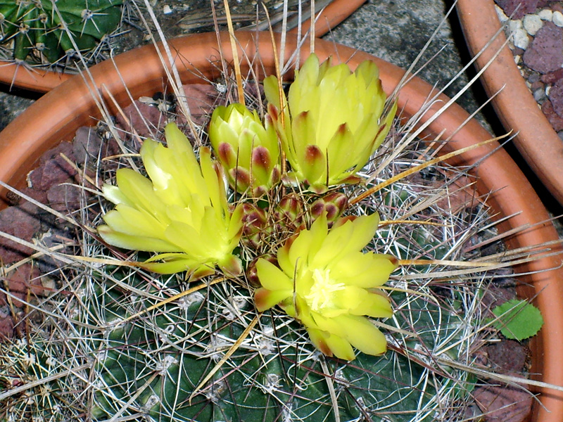 Ferocactus hamatacanthus 