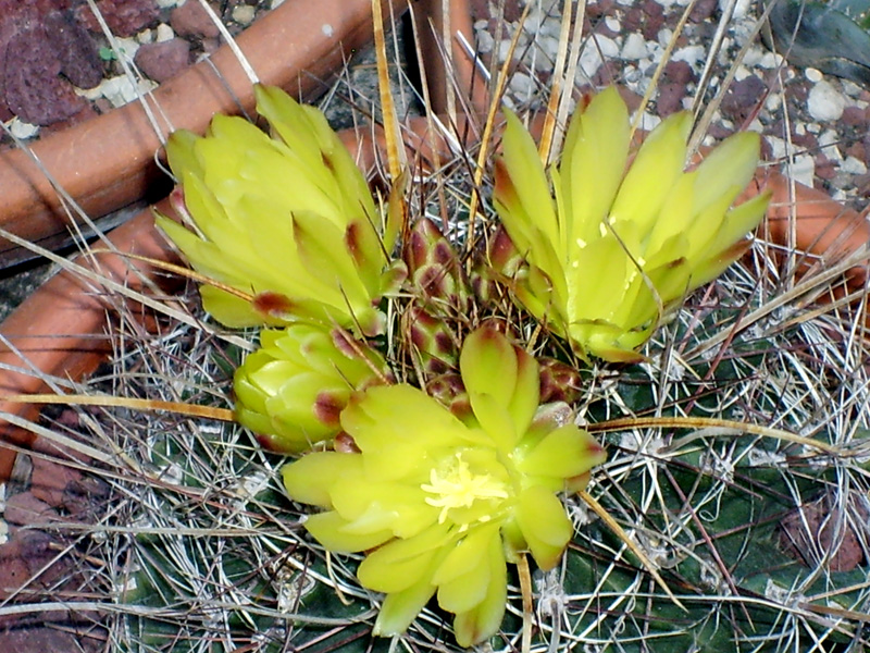 Ferocactus hamatacanthus 