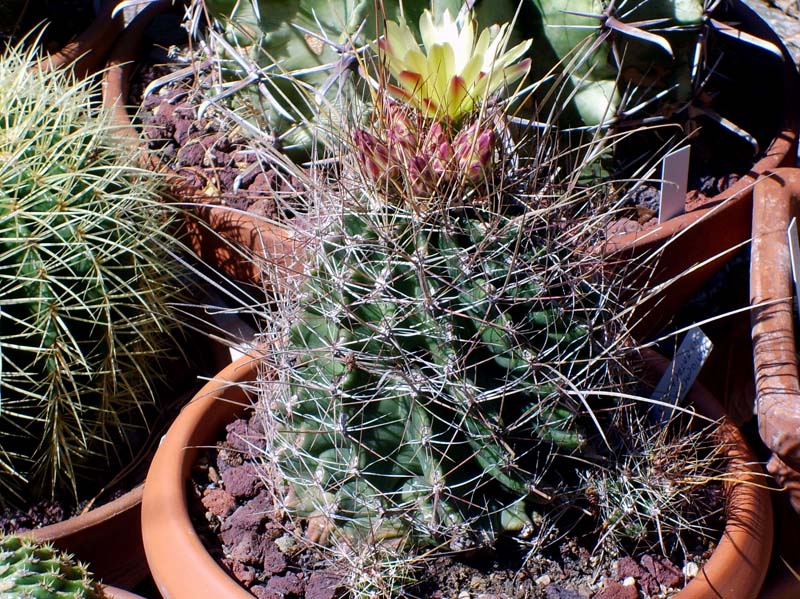 Ferocactus hamatacanthus ssp. sinuatus 