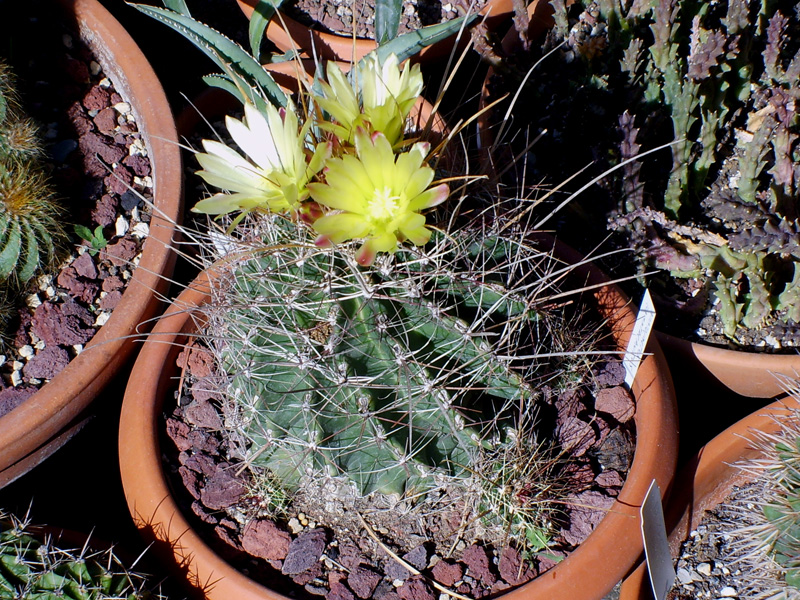 Ferocactus hamatacanthus 