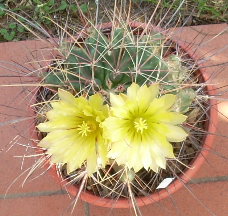 Ferocactus hamatacanthus 