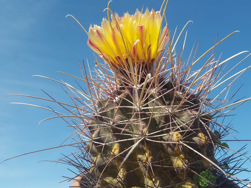 Ferocactus hamatacanthus 