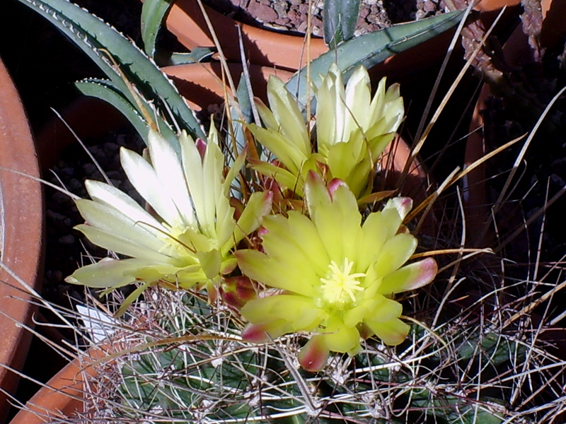 Ferocactus hamatacanthus 