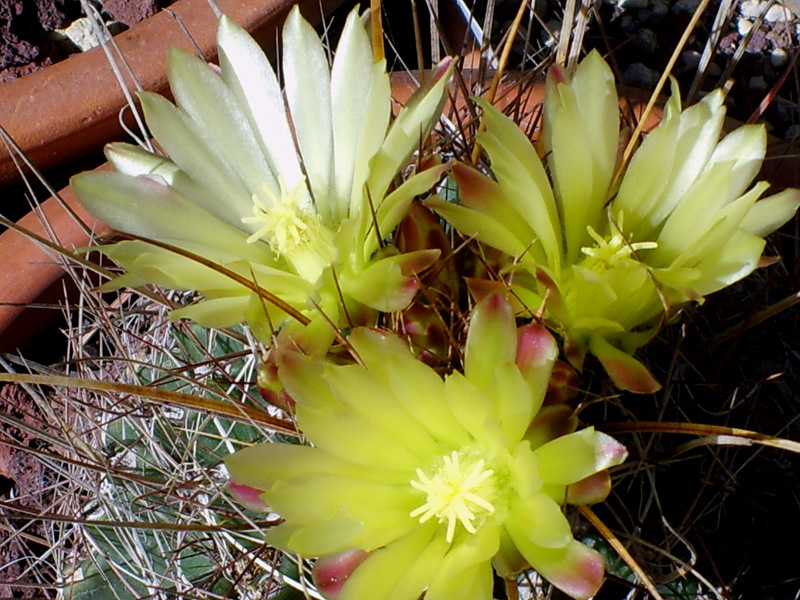 Ferocactus hamatacanthus 