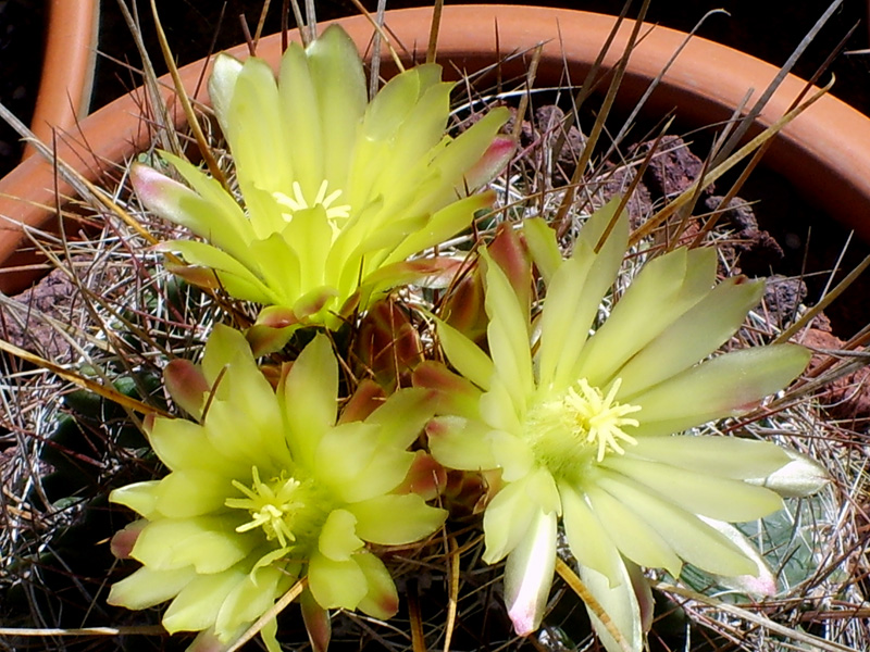 Ferocactus hamatacanthus 