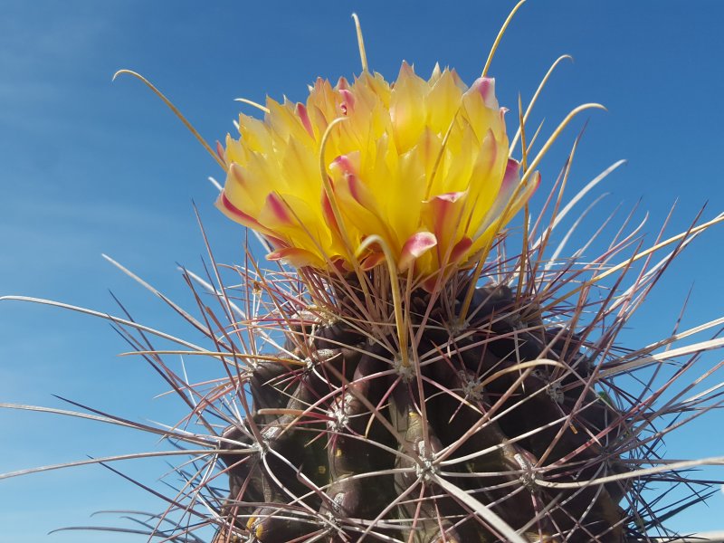 Ferocactus hamatacanthus 