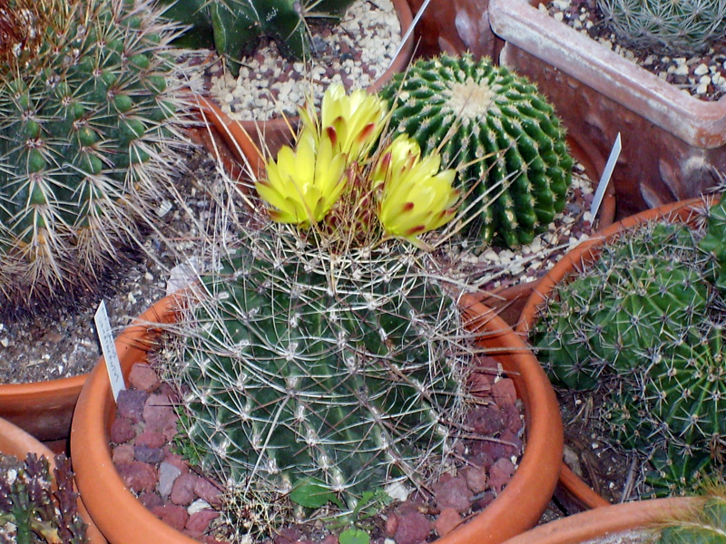 Ferocactus hamatacanthus 