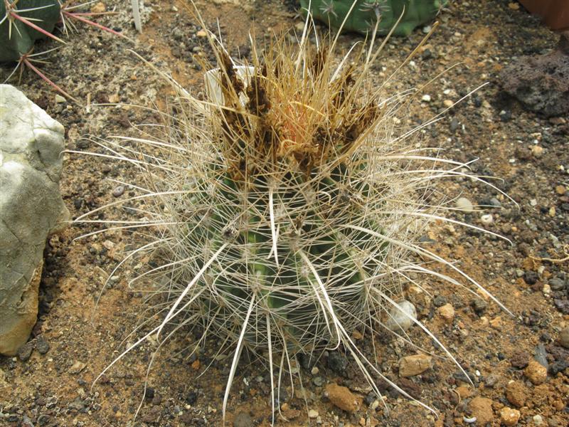 Ferocactus hamatacanthus 