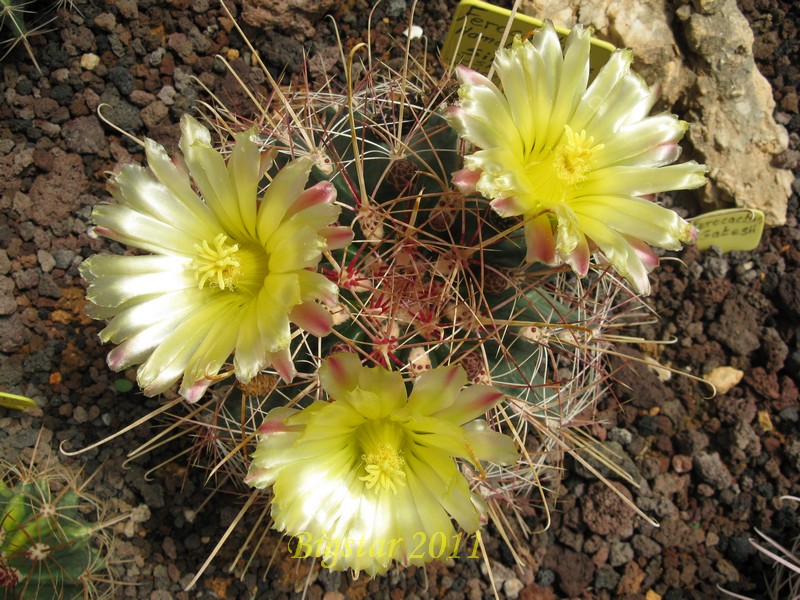 Ferocactus hamatacanthus v. sinuatus 