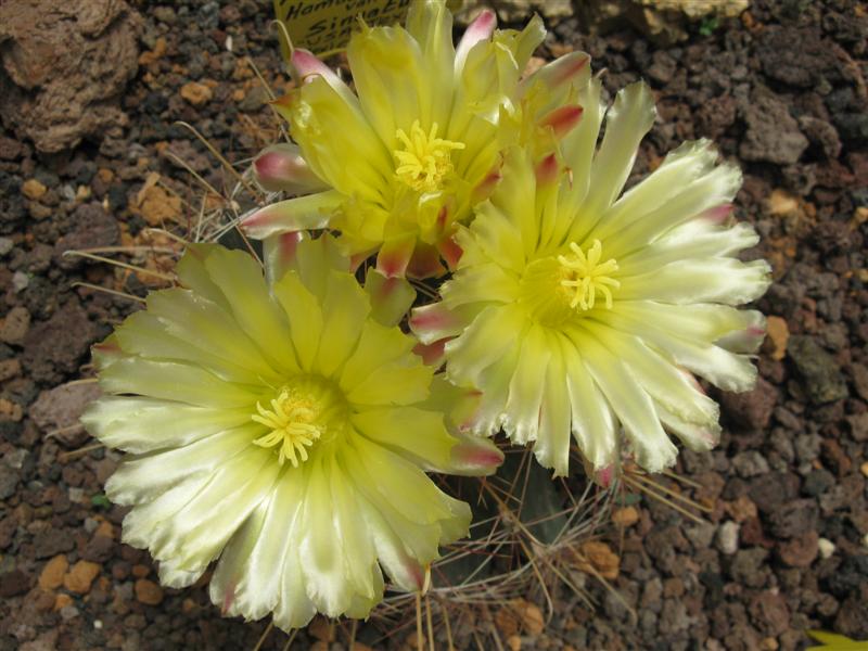 Ferocactus hamatacanthus ssp. sinuatus 